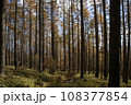 秋の紅葉した南八ヶ岳の針葉樹林 108377854