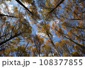 秋の紅葉した南八ヶ岳の針葉樹林 108377855