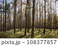 秋の紅葉した南八ヶ岳の針葉樹林 108377857