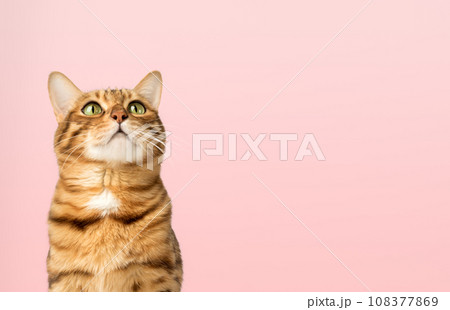 A satisfied Bengal cat looks up against the background of a colored wall. A satisfied Bengal cat looks up against the background of a colored wall. 108377869