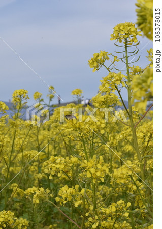 菜の花に誘われたミツバチ 菜の花に誘われたミツバチ 108378015