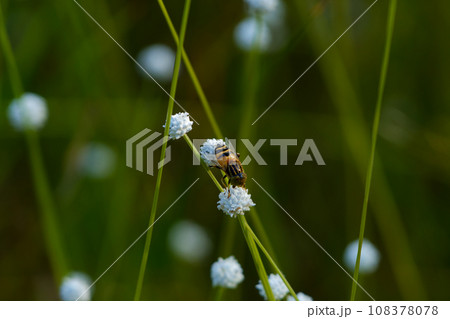 オミナエシ訪花昆虫 コメツキムシ科シモフリコメツキ オミナエシ訪花昆虫 コメツキムシ科シモフリコメツキ 108378078