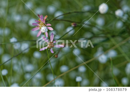 オミナエシ訪花昆虫 コメツキムシ科シモフリコメツキ オミナエシ訪花昆虫 コメツキムシ科シモフリコメツキ 108378079