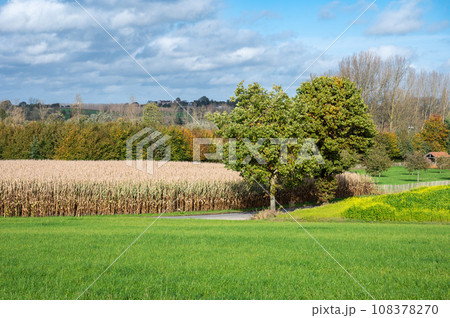 Green and golden corn fields at the Flemish countryside around Gooik, Brabant, Belgium Green and golden corn fields at the Flemish countryside around Gooik, Brabant, Belgium 108378270