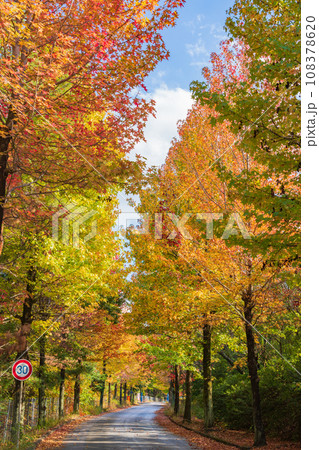 愛知県農業総合試験場、紅葉するモミジバフウ〈愛知県長久手市〉 愛知県農業総合試験場、紅葉するモミジバフウ〈愛知県長久手市〉 108378620