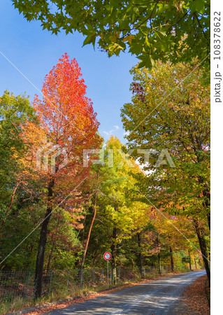 愛知県農業総合試験場、紅葉するモミジバフウ〈愛知県長久手市〉 108378622