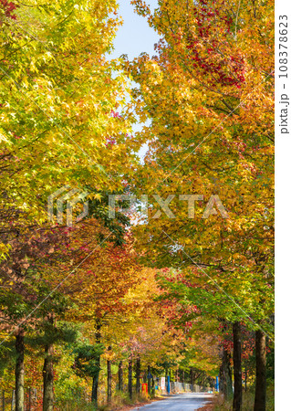 愛知県農業総合試験場、紅葉するモミジバフウ〈愛知県長久手市〉 愛知県農業総合試験場、紅葉するモミジバフウ〈愛知県長久手市〉 108378623