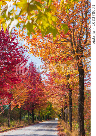 愛知県農業総合試験場、紅葉するモミジバフウ〈愛知県長久手市〉 愛知県農業総合試験場、紅葉するモミジバフウ〈愛知県長久手市〉 108378631