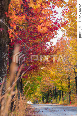 愛知県農業総合試験場、紅葉するモミジバフウ〈愛知県長久手市〉 108378642