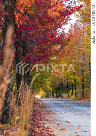 愛知県農業総合試験場、紅葉するモミジバフウ〈愛知県長久手市〉 108378643