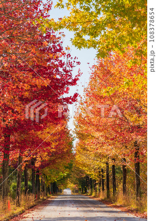 愛知県農業総合試験場、紅葉するモミジバフウ〈愛知県長久手市〉 108378654