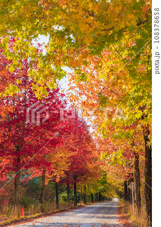 愛知県農業総合試験場、紅葉するモミジバフウ〈愛知県長久手市〉 108378658