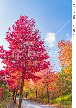 愛知県農業総合試験場、紅葉するモミジバフウ〈愛知県長久手市〉 108378671