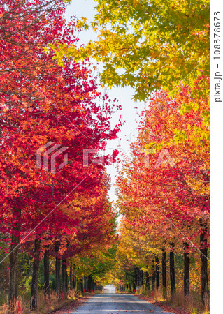 愛知県農業総合試験場、紅葉するモミジバフウ〈愛知県長久手市〉 108378673