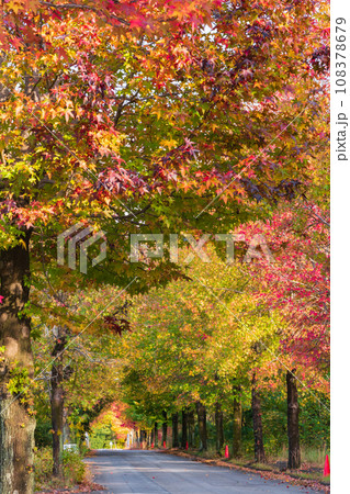 愛知県農業総合試験場、紅葉するモミジバフウ〈愛知県長久手市〉 愛知県農業総合試験場、紅葉するモミジバフウ〈愛知県長久手市〉 108378679