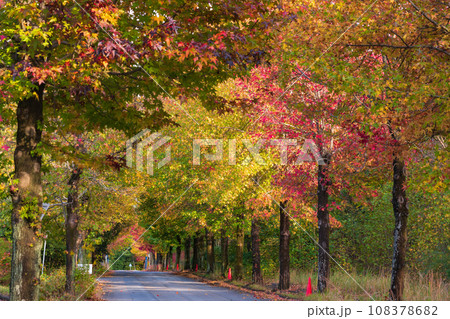 愛知県農業総合試験場、紅葉するモミジバフウ〈愛知県長久手市〉 108378682