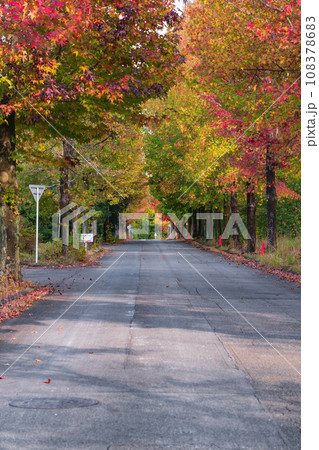 愛知県農業総合試験場、紅葉するモミジバフウ〈愛知県長久手市〉 108378683