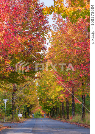 愛知県農業総合試験場、紅葉するモミジバフウ〈愛知県長久手市〉 愛知県農業総合試験場、紅葉するモミジバフウ〈愛知県長久手市〉 108378684