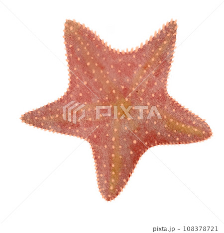 Watercolor hand-drawn starfish on white 108378721