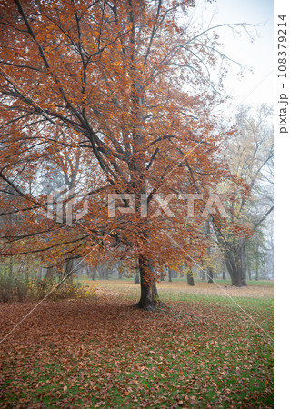An autumn scene with a leaf-covered ground. An autumn scene with a leaf-covered ground. 108379214