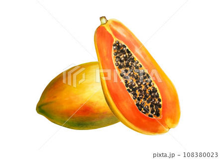 Watercolor sweet ripe composition of papaya. Hand drawn realistic tasty organic illustration of exotic tropical fruit isolated on background. For designers, wedding, decoration, postcards, wrapping 108380023