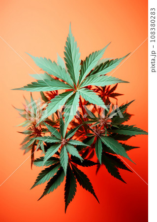 Marijuana leaves on bright orange background, design idea for splash screen or product cover, design concept for decorating products and fabric. Vertical poster for decoration and space design 108380283