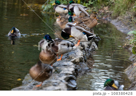 A family of ducks, geese swims in a water channel, river, lake. Lots of reeds and water lilies. Beautiful ducks float along the river, lake, water channel. Ducks are beautifully reflected in water. A family of ducks, geese swims in a water channel, river, lake. Lots of reeds and water lilies. Beautiful ducks float along the river, lake, water channel. Ducks are beautifully reflected in water. 108380428