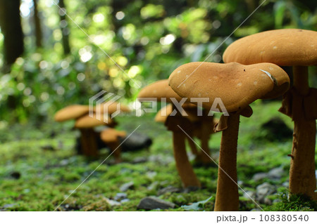 森の中の小さいキノコ 森の中の小さいキノコ 108380540