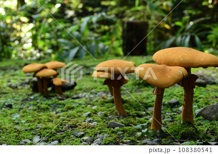 森の中の小さいキノコ 森の中の小さいキノコ 108380541