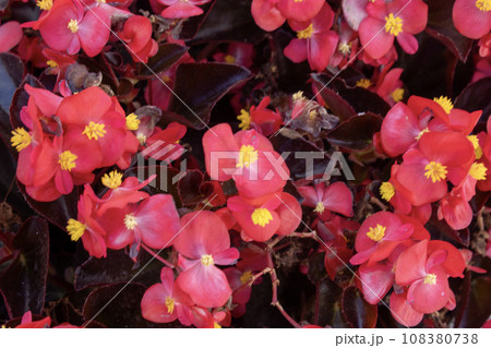 Houseplant begonia blooming with coral flowers, 108380738