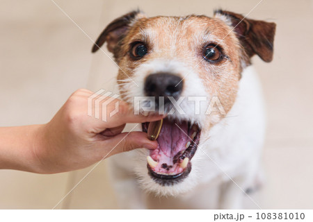 Dog takes medicine by swallow a drug in capsule 108381010