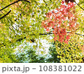 紅葉の木漏れ日 108381022
