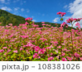 赤蕎麦の花畑 108381026