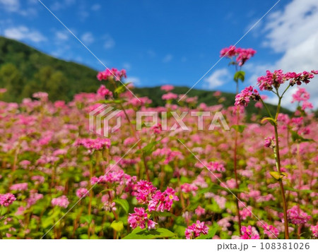 赤蕎麦の花畑 赤蕎麦の花畑 108381026
