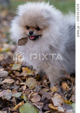 Portrait of a cute and handsome Pomeranian dog walking on a leash in the park. Fluffy dog. Portrait of a cute and handsome Pomeranian dog walking on a leash in the park. Fluffy dog. 108381029