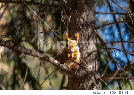 A beautiful red squirrel eats nuts in the forest. A squirrel with a fluffy tail sits and eats nuts close-up. Slow motion video 108381033