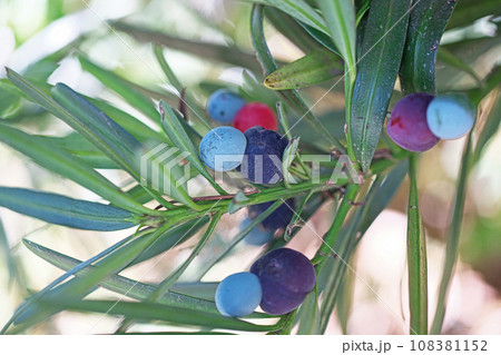 赤紫色と水色と赤色のイヌマキの実（秋、十一月） 108381152