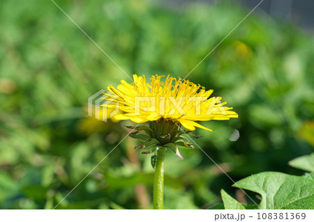 黄色のタンポポの花(秋、十一月) 黄色のタンポポの花(秋、十一月) 108381369