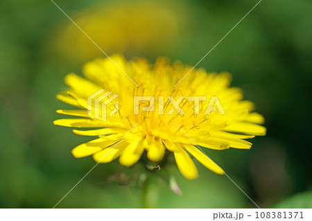 黄色のタンポポの花（秋、十一月） 108381371