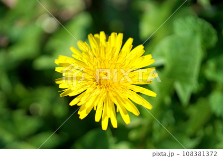 黄色のタンポポの花(秋、十一月) 黄色のタンポポの花(秋、十一月) 108381372