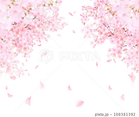 美しく華やかな満開の薄いピンク色の桜の花と花びら舞い散る春の白バックフレームベクター素材イラスト 108381392