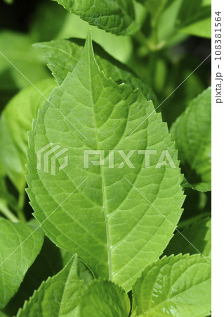 French hydrangea French hydrangea 108381564