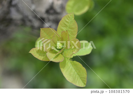 Smoke tree Smoke tree 108381570