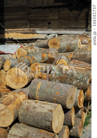 Log pine trunks or sanitary felling of forests, the idea of logging wood for heating houses Log pine trunks or sanitary felling of forests, the idea of logging wood for heating houses 108381737