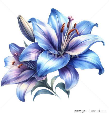 Watercolor Blue lily bouquet isolated on whiteのイラスト素材