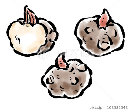 こんにゃく芋　全体と断面　筆タッチイラスト 108382348