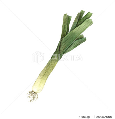 Isolated watercolor drawing of a bow. Hand-drawn botanical illustrations on an isolated background. It can be used in printing design, for postcards, wallpaper, fabrics. 108382600