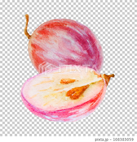Red grape berry, whole, half, seeds. Watercolor hand drawn illustration. Ingredient in wine, vinegar, juice, cosmetics. Clip art for menu of restaurants, cafes, packaging of farm goods, vegan products Red grape berry, whole, half, seeds. Watercolor hand drawn illustration. Ingredient in wine, vinegar, juice, cosmetics. Clip art for menu of restaurants, cafes, packaging of farm goods, vegan products 108383059