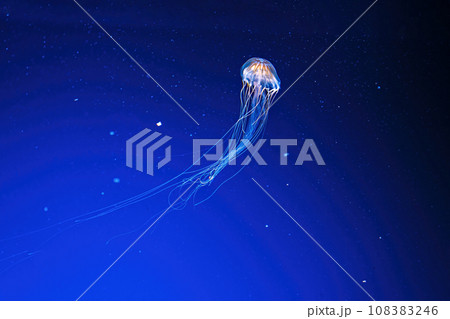 macro photography underwater northern sea nettle or brown jellyfish jellyfish macro photography underwater northern sea nettle or brown jellyfish jellyfish 108383246
