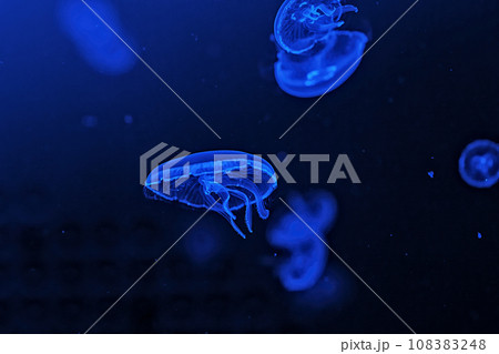 Shooting macro Jellyfish Aurelia Aurita underwater 108383248